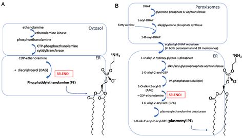  Ethanolamine: การสังเคราะห์ที่ซับซ้อนและบทบาทสำคัญในอุตสาหกรรมยานยนต์!?