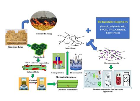 NanoCellulose: วัสดุแห่งอนาคตสำหรับการผลิตและบรรจุภัณฑ์ที่ยั่งยืน!